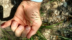 Bouteloua repens