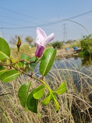 Cryptostegia grandiflora