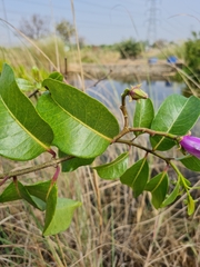 Cryptostegia grandiflora