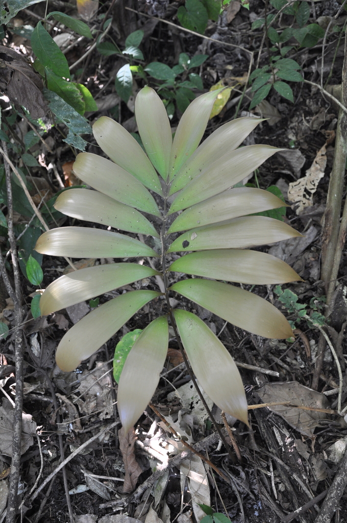 Zamia ipetiensis (Ipeti Zamia)
