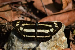 Neptis narayana