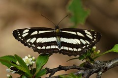 Neptis mahendra