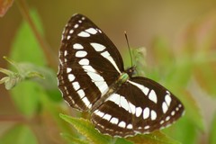 Neptis sappho astola