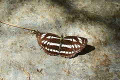 Neptis sappho astola