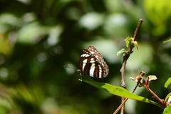 Neptis sappho astola