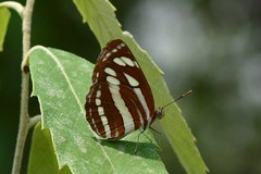 Neptis sappho astola