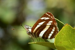 Neptis sappho astola