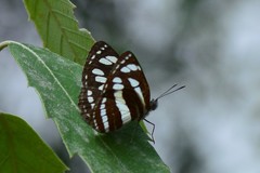 Neptis sappho astola