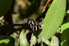 Neptis sappho astola