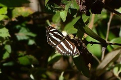 Neptis sappho astola