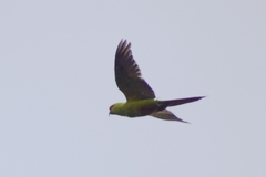 Enicognathus leptorhynchus