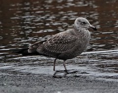 Larus argentatus