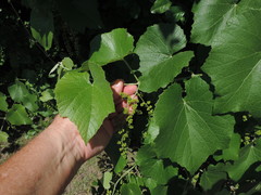 Vitis berlandieri