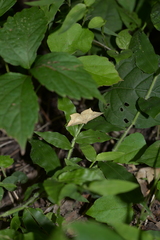 Krananda falcata