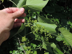 Vitis berlandieri
