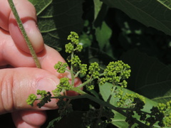 Vitis berlandieri