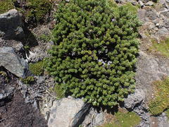 Celmisia ramulosa ramulosa