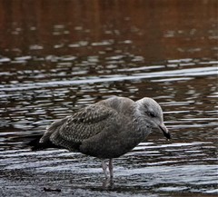 Larus argentatus