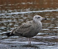 Larus argentatus