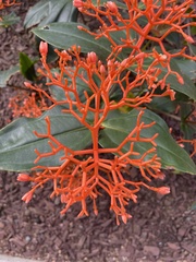 Medinilla scortechinii