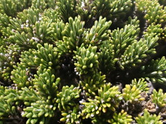 Celmisia ramulosa ramulosa