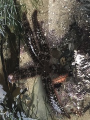 Astrometis sertulifera