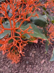 Medinilla scortechinii