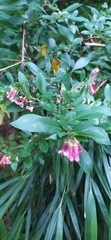Escallonia rosea