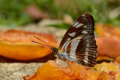 Athyma opalina opalina