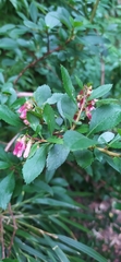 Escallonia rosea