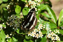 Athyma opalina opalina