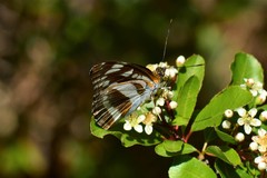 Athyma opalina opalina