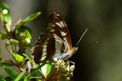 Athyma opalina opalina