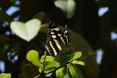 Athyma opalina opalina