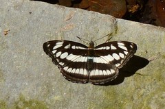 Athyma opalina opalina