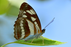 Athyma opalina opalina