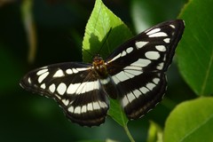 Athyma opalina opalina
