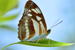 Athyma opalina opalina