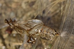 Athyma opalina opalina