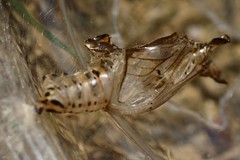 Athyma opalina opalina