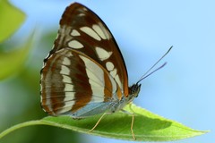 Athyma opalina opalina