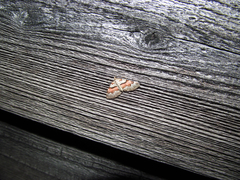 Xanthorhoe labradorensis