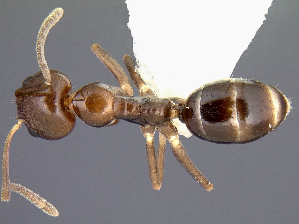 Ant