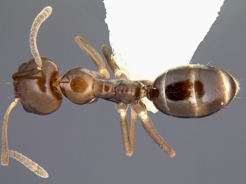 Ant