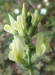Oxytropis maydelliana