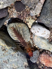 Orohermes crepusculus