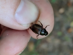 Strigoderma arbicola