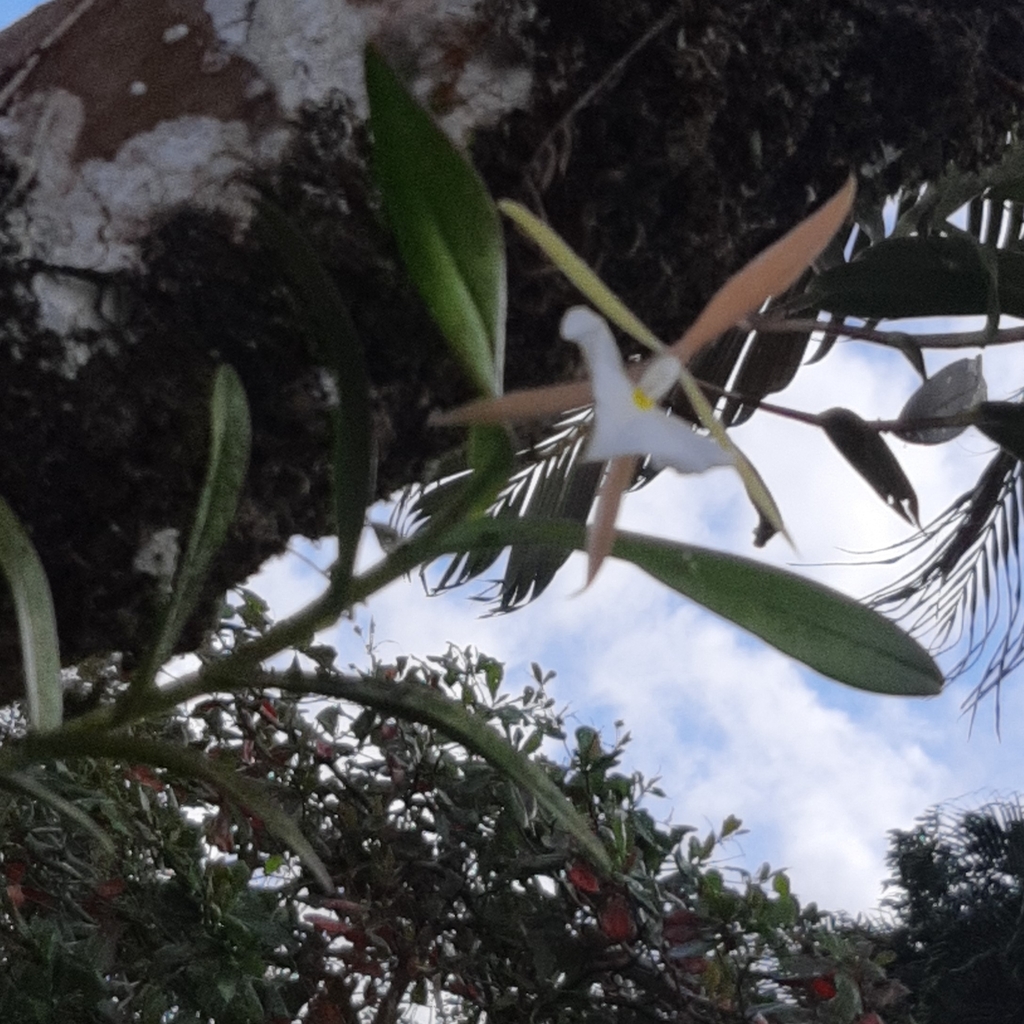 Epidendrum eburneum