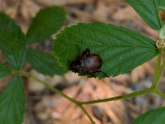 Strigoderma arbicola