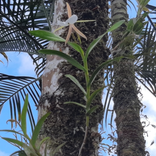 Epidendrum eburneum, photograph 4